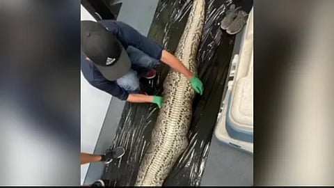 python viral video