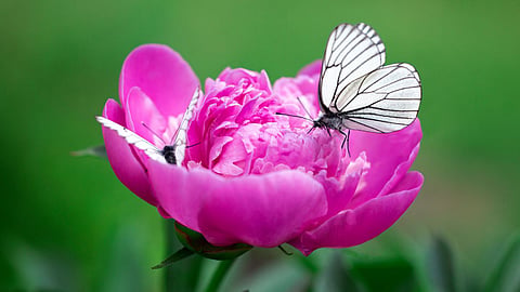 Peon Flower Benefits
