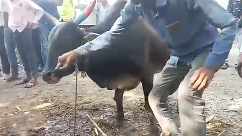 Parbhani Bull Tongue News