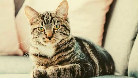 Pune Cat News