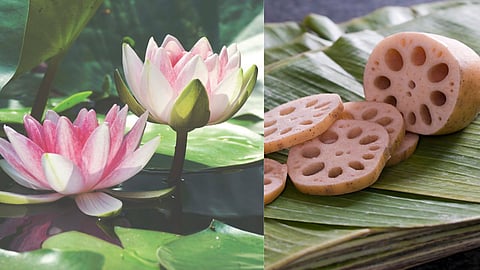 Lotus Stem Benefits