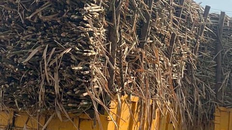 Sangli News Sugarcane