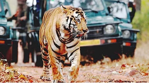 chandrapur, tiger, 
