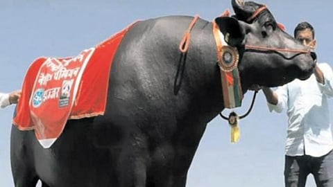 beed, buffalo, Parshuram Gurkhude