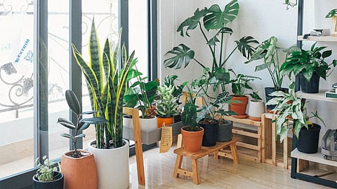 Good Luck Plants 
