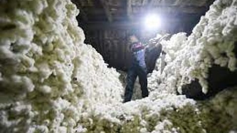 Cotton Price