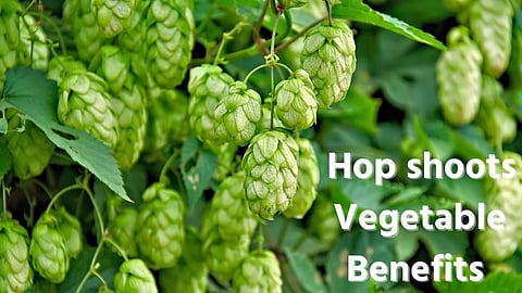 Most Expensive Vegetable