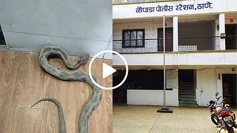 Snake Viral Video 