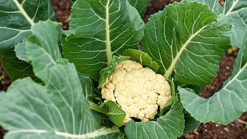 cauliflower, shirur, farmers