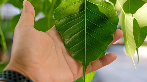 Sacred Fig Benefits