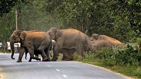 Elephant In Kolhapur
