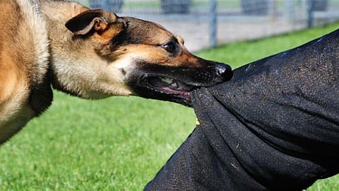 Shirpur News Dog Bite