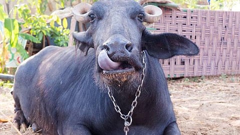 mouth to foot disease, buldhana news,