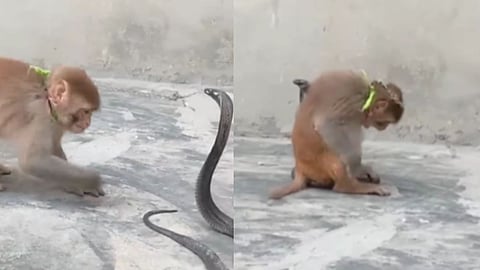 Viral Video