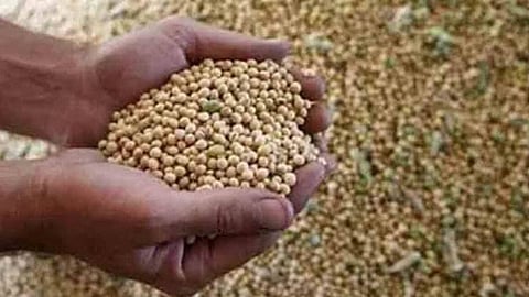 Soybean Price