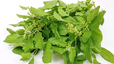 Tulsi Benefits