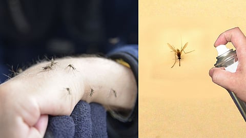 Get Rid Of Mosquito