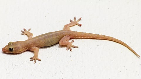 Lizard Home Remedies