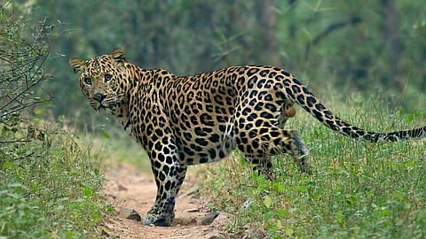 Leopard Attack
