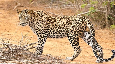Leopard Attack Marathi