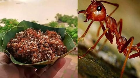 Red Ants Chutney 