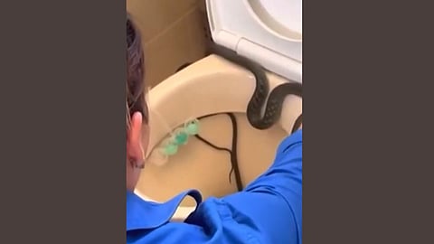 Viral Snake Video