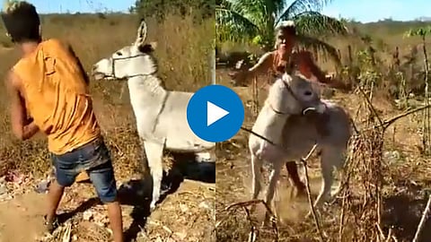Donkey Attack Man Viral Video