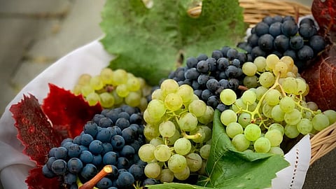 grapes, sangli, tasgoan, farmers