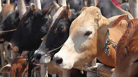 nine cows electrocuted to death in maval 