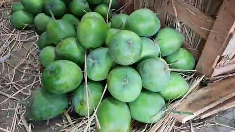 navi mumbai , apmc market, mango