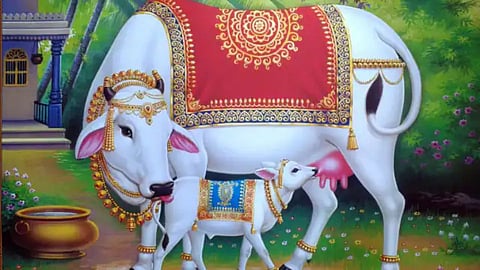 kaneri math cow, kolhapur