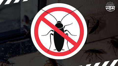Cockroach In Home