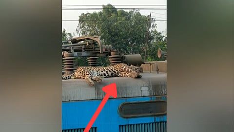Chandrapur Leopard 