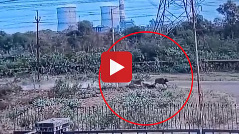 Tiger Attack
