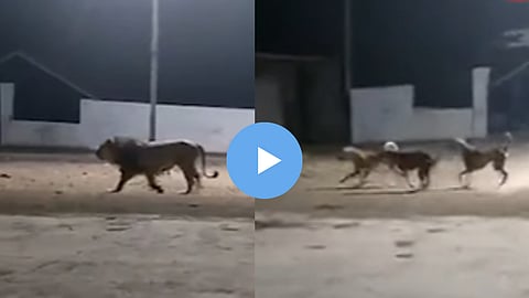 Viral Video