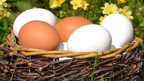 Egg White Or Brown