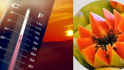 Papaya In Summer