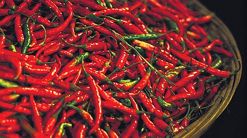 red chillies, nandurbar