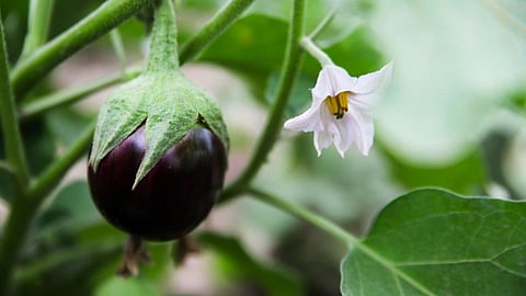 Brinjal Price Kolhpur 