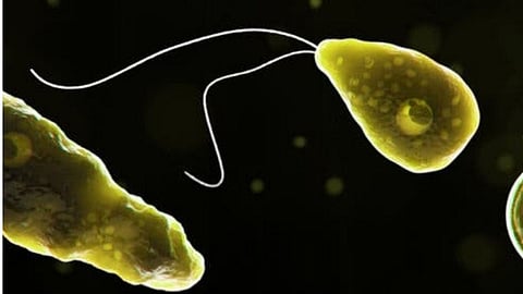 Brain-Eating Amoeba