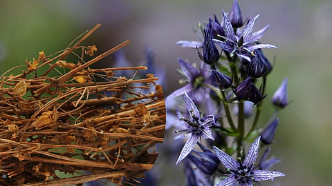Chirata Benefits