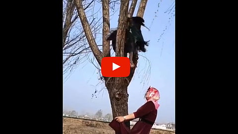 Peacock Viral Video