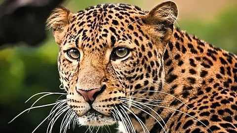 Nashik Leopard