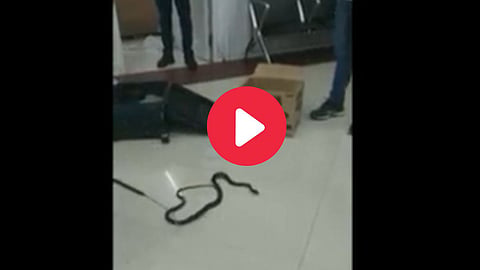 Viral Snakes Video