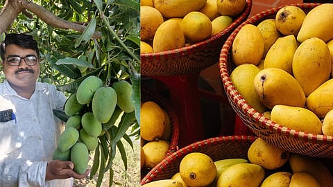 Mango Solapur news