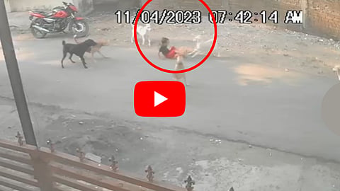 Dog attack Video