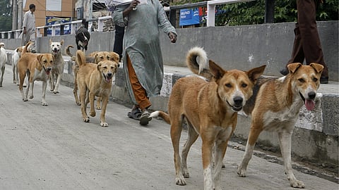 Woman Killed By Dogs