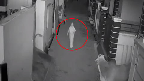 Bull Attack On Woman 