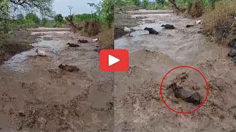 maharashtra rain today Unseasonal rain in Buldhana 5 cows were washed away in the flood water viral video