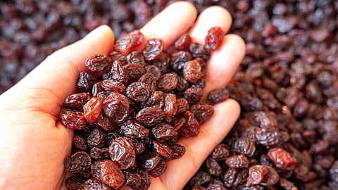 raisin, sangli, grapes, farmers, unseasonal rain